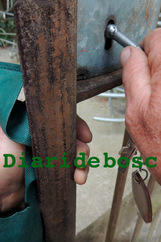 Diari de bosc