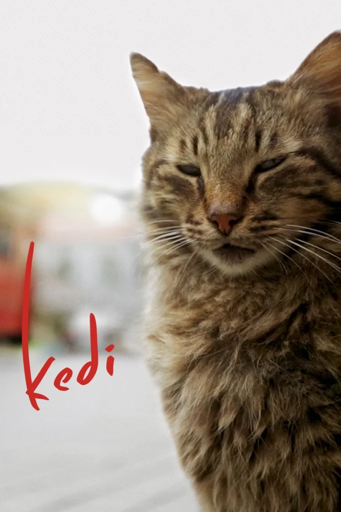 Kedi (Gats d'Istanbul)